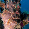 Frogfish